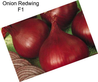 Onion Redwing F1