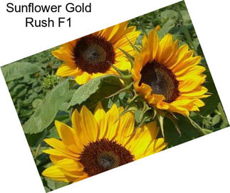 Sunflower Gold Rush F1