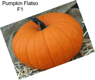 Pumpkin Flatso F1