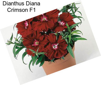 Dianthus Diana Crimson F1