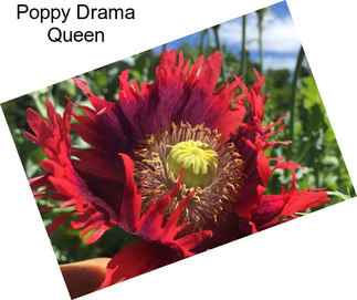 Poppy Drama Queen