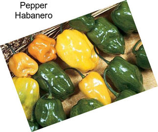 Pepper Habanero