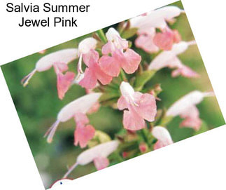 Salvia Summer Jewel Pink
