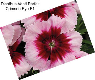 Dianthus Venti Parfait Crimson Eye F1