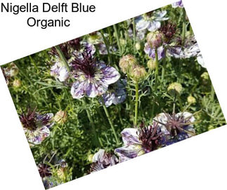 Nigella Delft Blue Organic