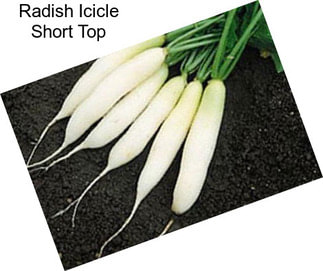 Radish Icicle Short Top