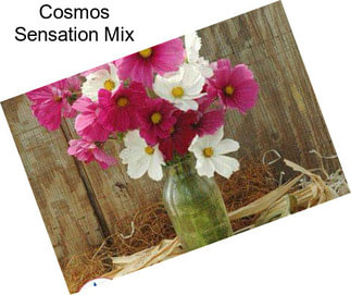 Cosmos Sensation Mix