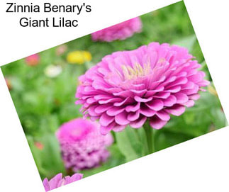 Zinnia Benary\'s Giant Lilac