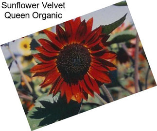 Sunflower Velvet Queen Organic