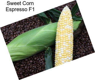 Sweet Corn Espresso F1