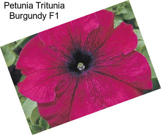 Petunia Tritunia Burgundy F1