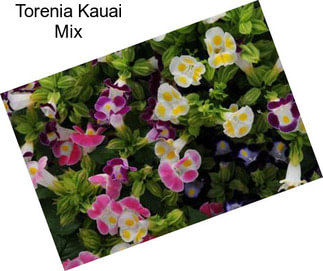 Torenia Kauai Mix