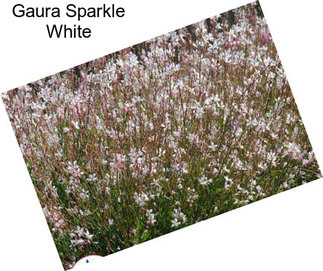 Gaura Sparkle White