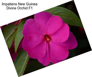 Impatiens New Guinea Divine Orchid F1