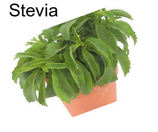 Stevia