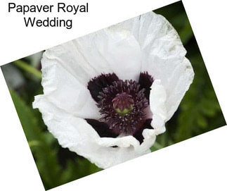 Papaver Royal Wedding