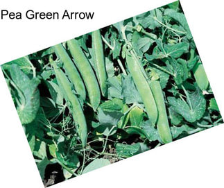 Pea Green Arrow