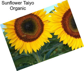 Sunflower Taiyo Organic