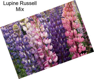Lupine Russell Mix