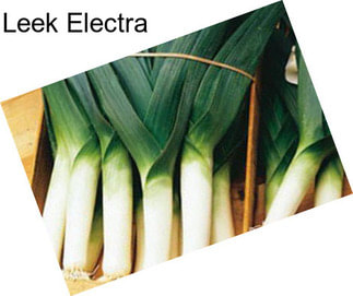 Leek Electra