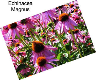 Echinacea Magnus