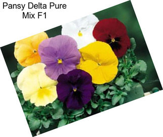 Pansy Delta Pure Mix F1