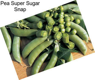 Pea Super Sugar Snap