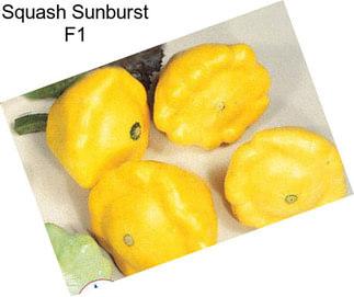 Squash Sunburst F1