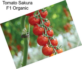 Tomato Sakura F1 Organic