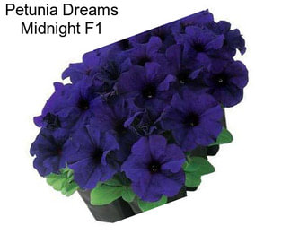 Petunia Dreams Midnight F1