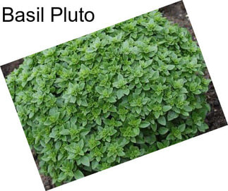 Basil Pluto