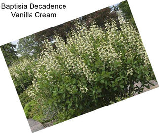 Baptisia Decadence Vanilla Cream