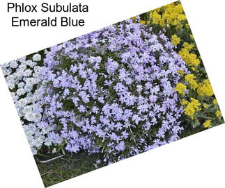 Phlox Subulata Emerald Blue