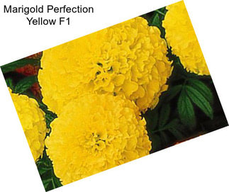 Marigold Perfection Yellow F1