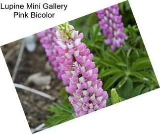 Lupine Mini Gallery Pink Bicolor