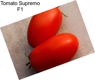 Tomato Supremo F1