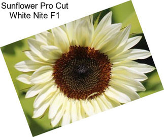 Sunflower Pro Cut White Nite F1