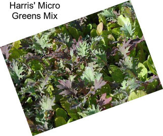 Harris\' Micro Greens Mix