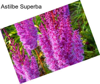 Astilbe Superba