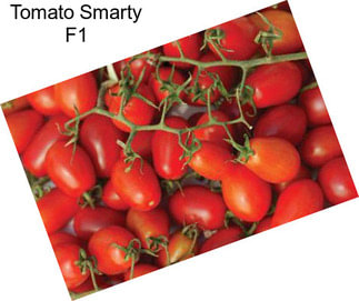 Tomato Smarty F1