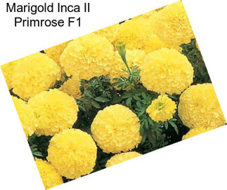 Marigold Inca II Primrose F1