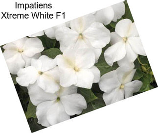 Impatiens Xtreme White F1