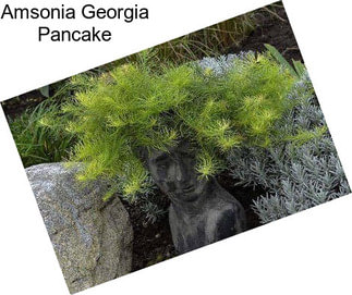 Amsonia Georgia Pancake