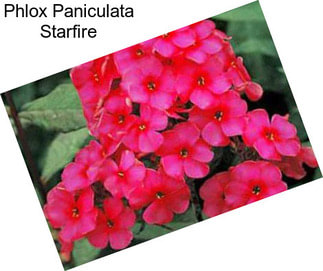 Phlox Paniculata Starfire