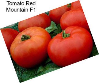 Tomato Red Mountain F1