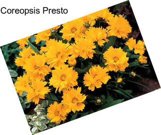 Coreopsis Presto