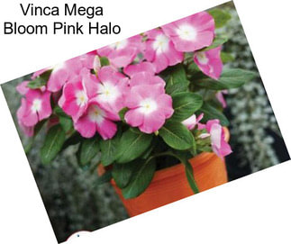 Vinca Mega Bloom Pink Halo