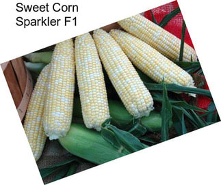 Sweet Corn Sparkler F1