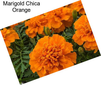 Marigold Chica Orange