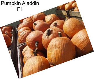 Pumpkin Aladdin F1